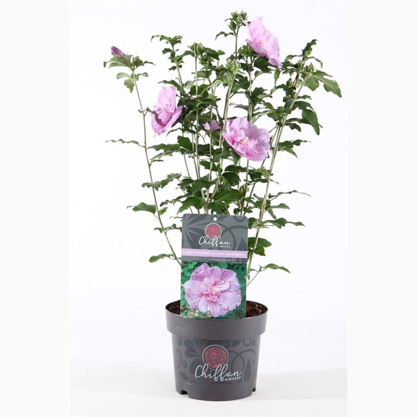 Hibiskus – Hibiscus syriacus 'Lavender Chiffon' - C3
